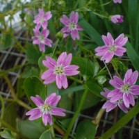 Pink Purslane